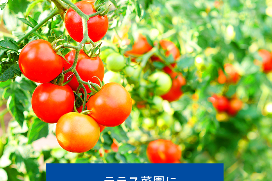 テラス菜園に