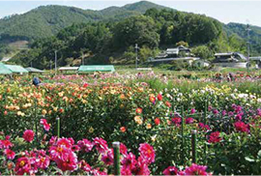 黒川ダリヤ園